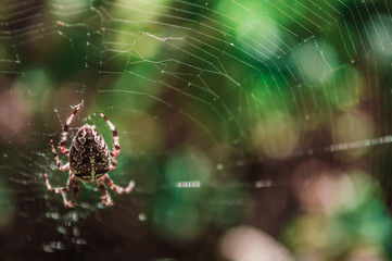 Cross spider female on web
