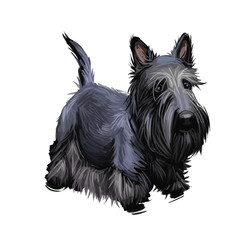 Scottish Terrier domestic animal originated from Britain Scolnad doggy digital art illustration . Doggy hand drawn clip art watercolor portrait