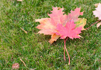 Bright  mowed green lawn grass, in which lies the dry red leaves of canadian maple