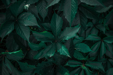 Naklejka na ściany i meble Green leaves close-up