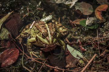 Green toad in the pond