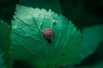 Little snail on the leaf