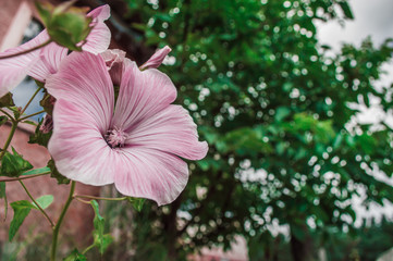 One pink Hibiscus syrian in the garden