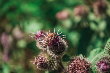 One bee close-up on pink flower of thistle