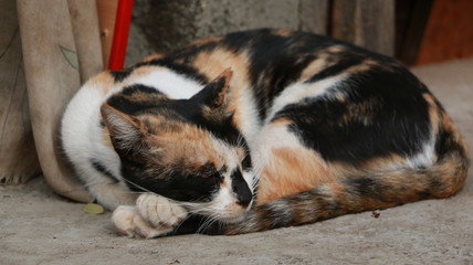 Sleeping cat 