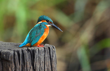 Common Kingfisher