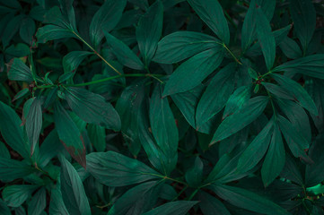 Texture of green leaves