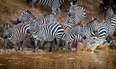 Fototapeta na wymiar Beautiful wild zebra in africa