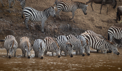 Fototapeta na wymiar Beautiful wild zebra in africa