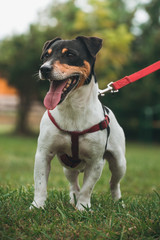 Dog Jack Russell Terrier cheerful funny pet on a red leash in the middle of green grass