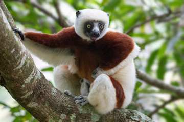 Beautiful lemur in the wild, Madagascar