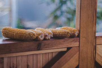 Corn lies on the arbor in the garden
