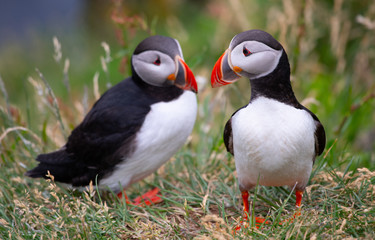 Beautiful Atlantic puffin 