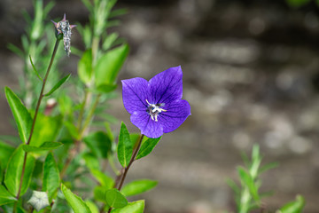 Small fly inside open purple flower head
