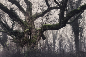 Fototapeta na wymiar Spooky dark forest scene with dark and creepy looking tree like from a fantasy scene on a foggy winter evening