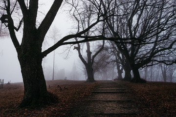 Fototapeta na wymiar Spooky dark forest scene with dark and creepy looking trees lining a dark path at a winters night.