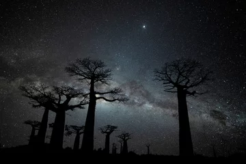 Fototapeten Milky Way at Avenue of the Baobabs © prasitphoto
