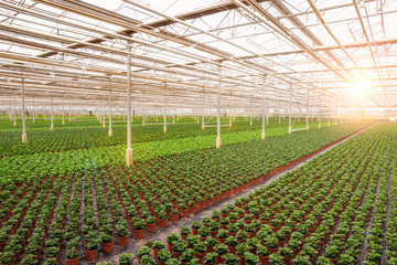 Industrial greenhouse with rows of cultivation.