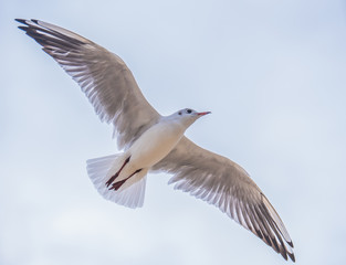 Fototapeta na wymiar Seagull in flight