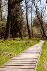 Fototapeta na wymiar A pathway in the woods leading through the grassland. The colors are very vibrant because spring is full on.