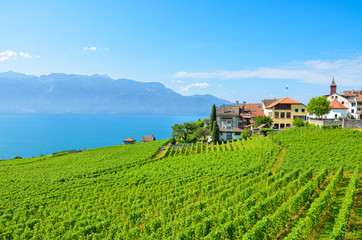 Fototapeta na wymiar Picturesque wine growing village Rivaz in Lavaux wine region, Switzerland. Lake Geneva and Swiss Alps in the background. Green vineyard on a slope by the famous lake. Swiss summer