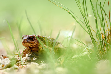 A toad on the ground