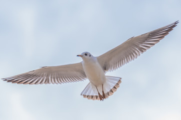 Seagull in flight