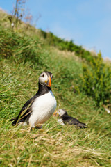 Puffins