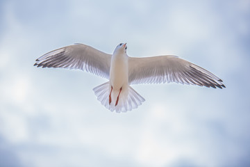 Seagull in flight