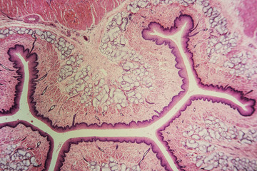 Cross section esophagus dog