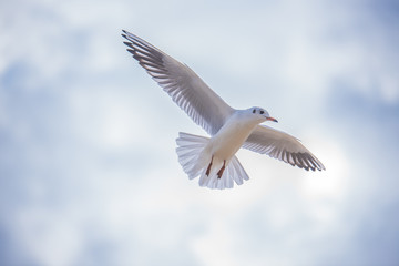 Seagull in flight