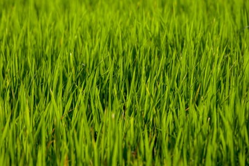 Fototapeta na wymiar Fresh green rice as seen on many paddy fields throughout South East Asia.