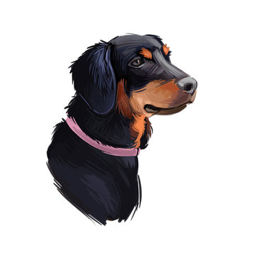 Slovensky kopov slovak pet wearing collar on neck digital art. Watercolor portrait closeup of domestic animal from Slovak hound