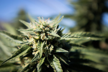 Marijuana Flower Bud (Close-up)