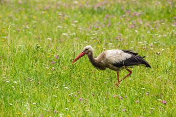 A stork in a swampy place in search of food.