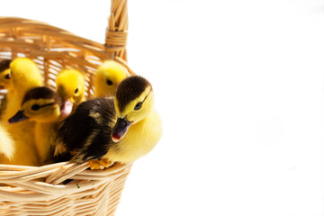 cute little ducklings in a wicker basket on a Sunny day.