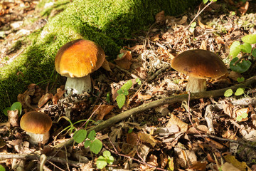 glade with mushrooms on the edge of the forest. autumn is the time of mushrooms.