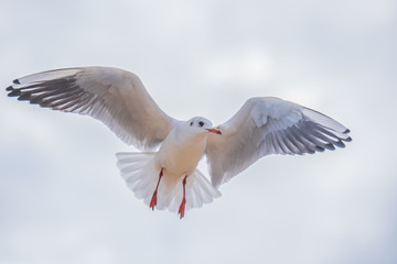 Seagull in flight