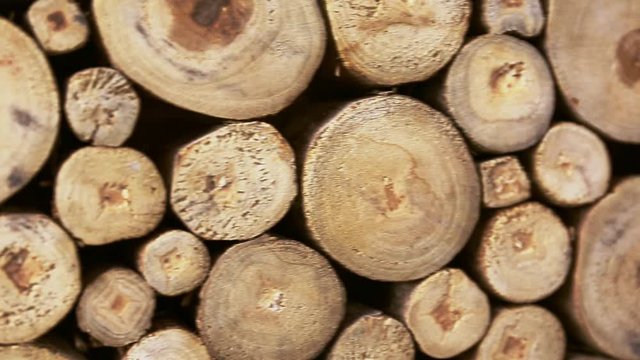  Ecologist texture of timber logs #2 (video)