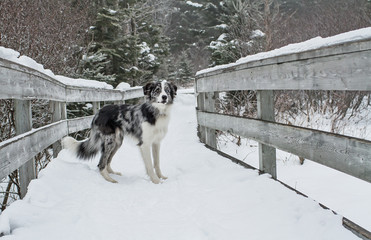 Border collie