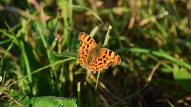 comma butterfly resting in garden
