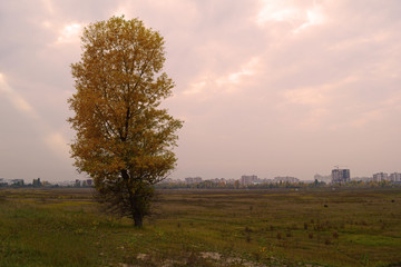 Obraz premium One autumn tree in a field in nature.