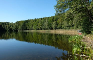 Fototapeta na wymiar Shore area with reeds at a small lake in Wandlitz, Brandenburg -