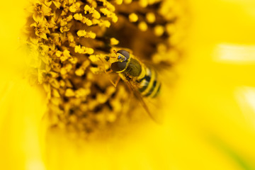 bee on yellow flower on blure background