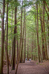 trees in the forest