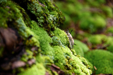 green moss on a tree with caterpillar