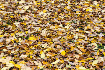 Fallen leaves on the ground on a wet and rainy November day.