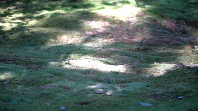 優しい木漏れ日の庭園（奈良県 秋篠寺）