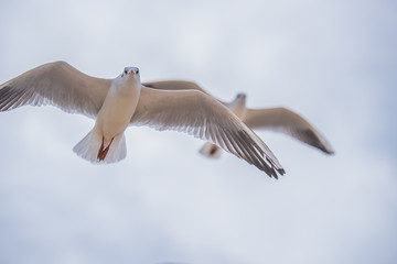 Seagull in flight