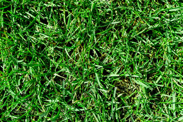 Green grass texture background. Green lawn. Grass pattern, top view